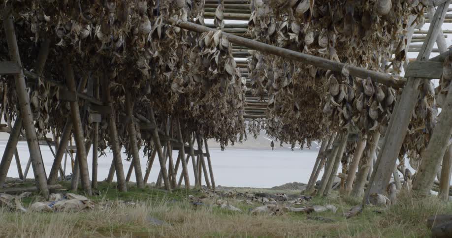 Icelandic dried fish hangs from wooden structure