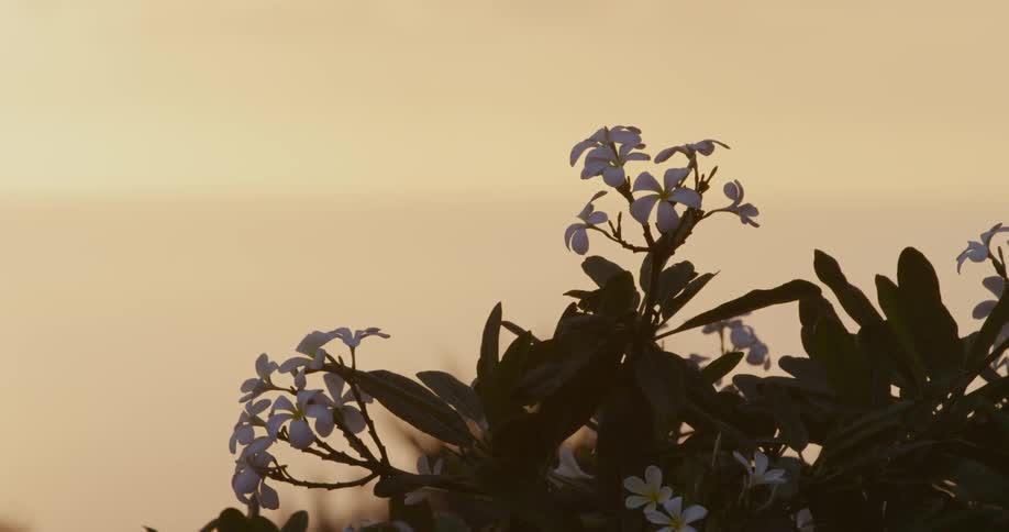 Purple flowers on a bush