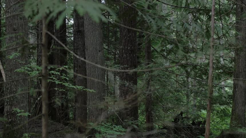 Trees stand in a forest