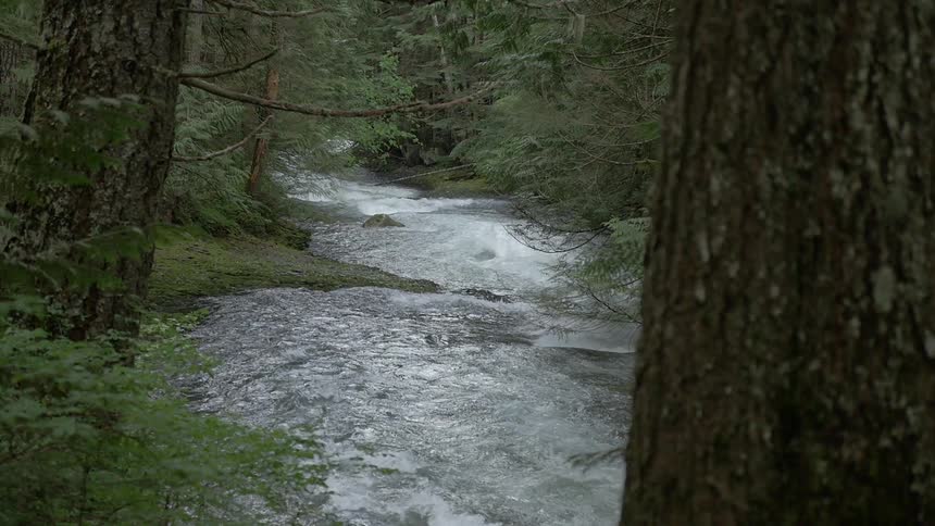 A small stream is snaking its way through the forest