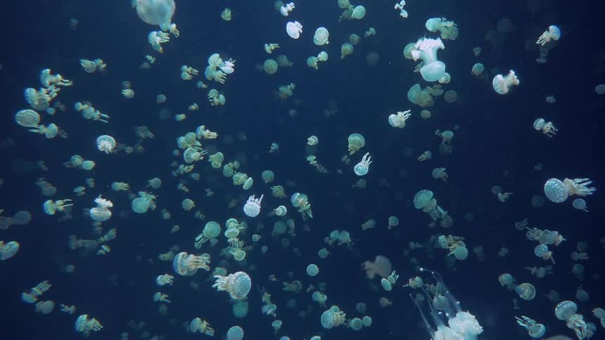 Jellyfish swimming
