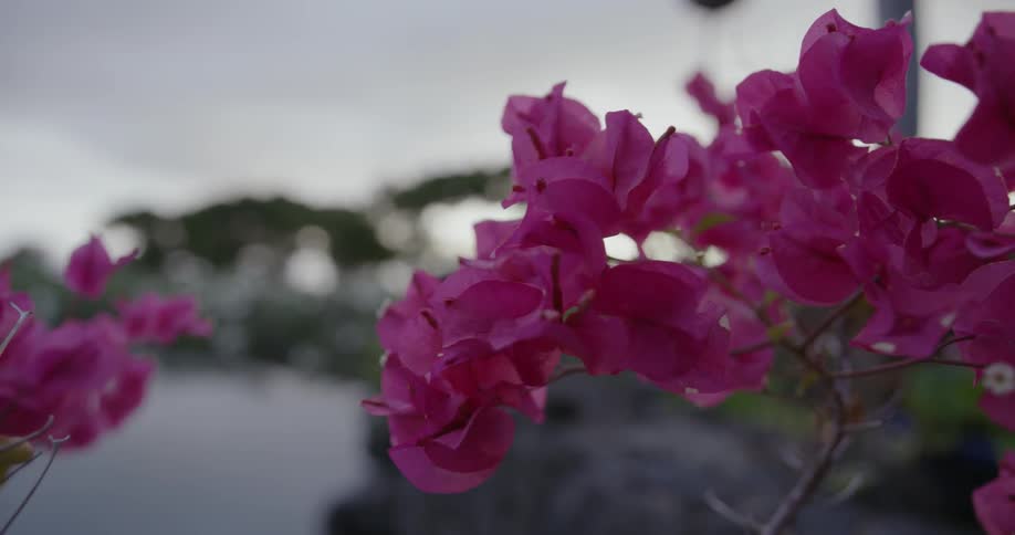 Pink flowers hang motionless outside