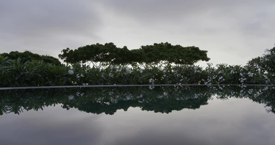 Trees are reflected in a pool