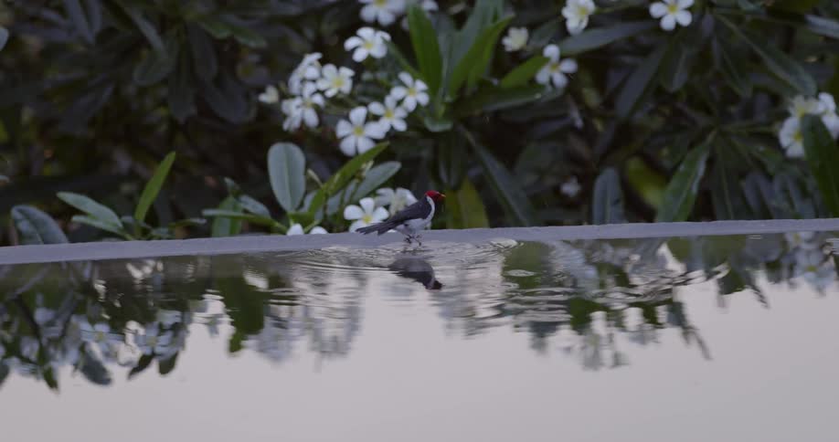 A bird is jumping around in the water