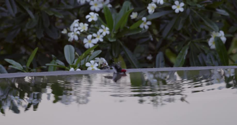 A bird splashes in the water