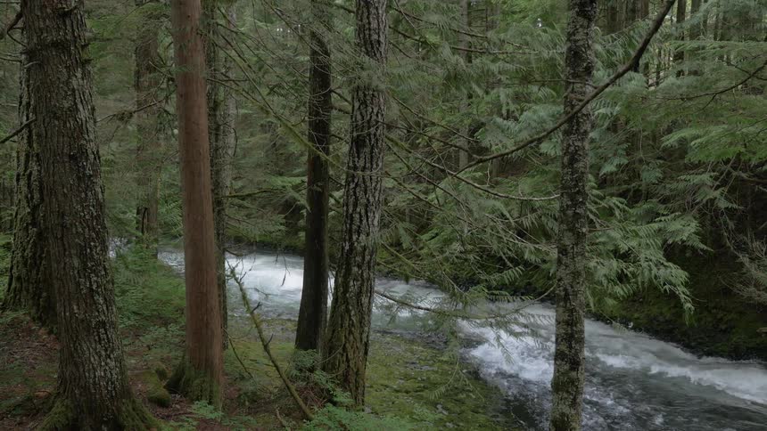 A river through a forest