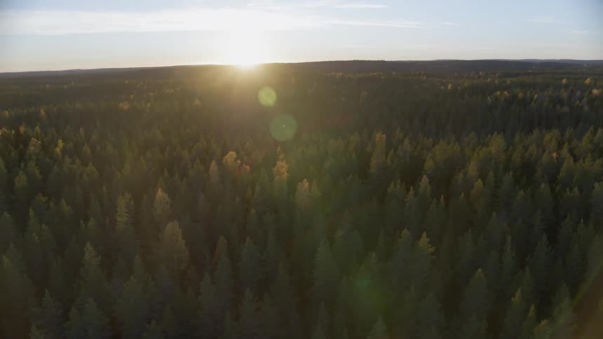 Tall trees cover the forest