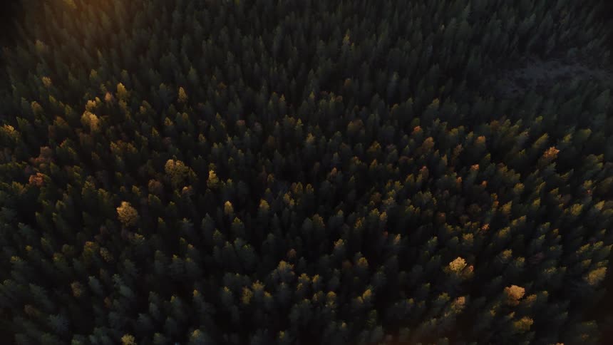 Forest of green trees at sunset