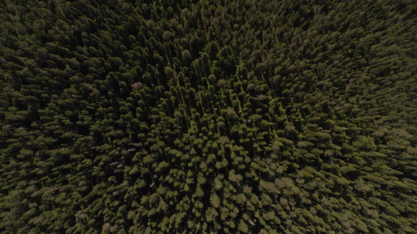 Sun shines on the treetops in a forest