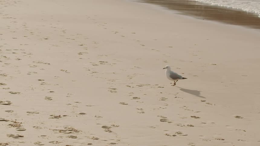 A seagull walks on a sandy beach