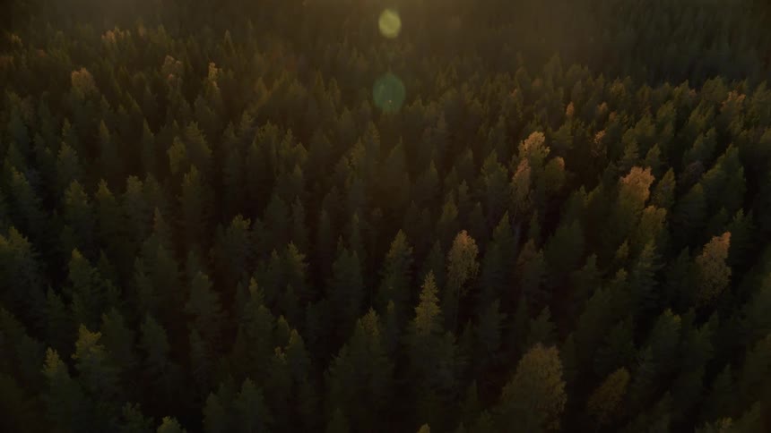 A forest of trees is filmed from the air
