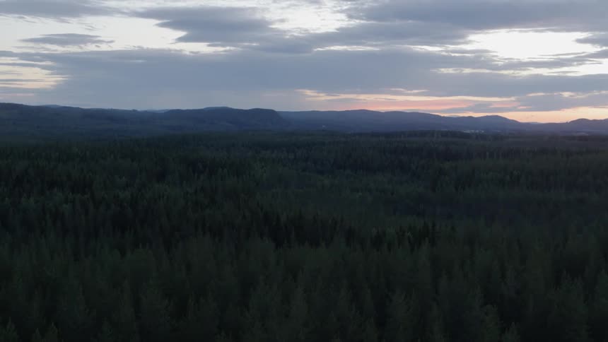 Tall trees cover the landscape