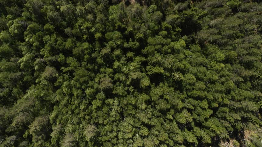 Trees in a forest are being swayed by the wind during the day