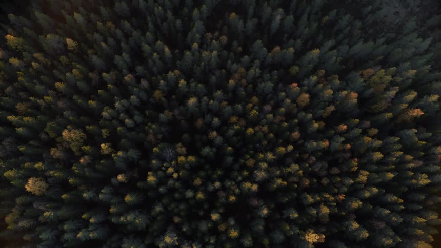 Many trees grouped together