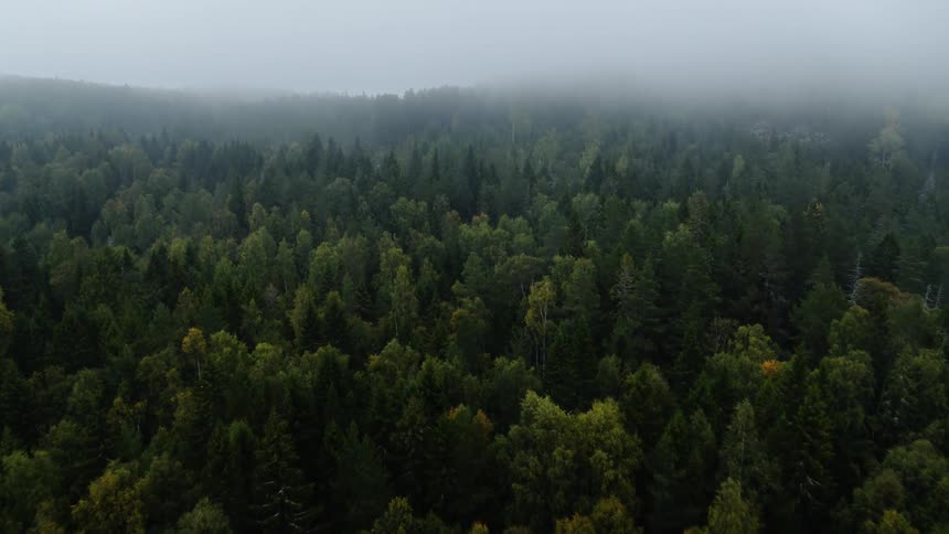 Tall trees cover the landscape