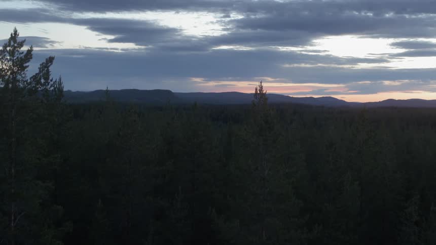 A forest at sunset