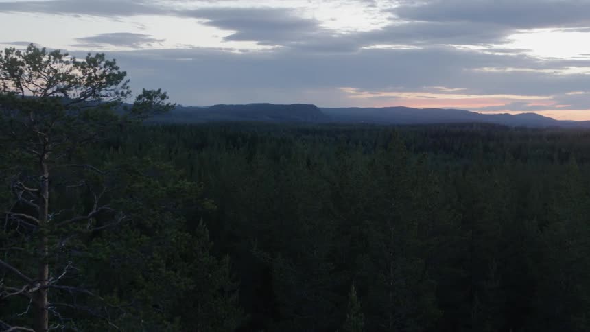 A rolling forest