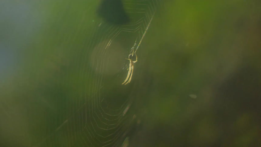 An insect is caught in a spiderweb