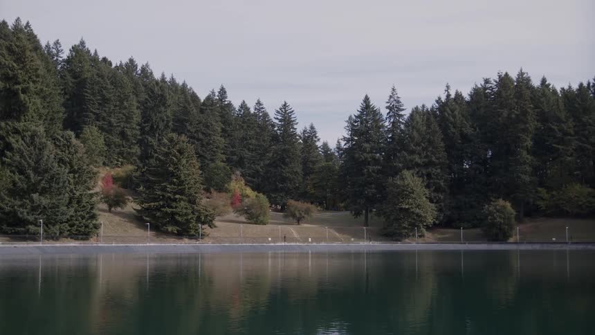 Pine trees surround a lake