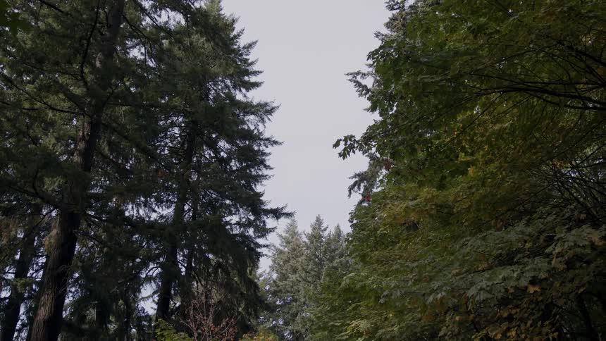 Trees stand tall in the woods