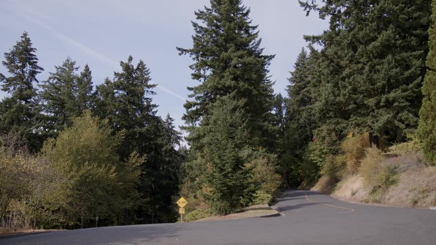 A fork in the road surrounded by trees