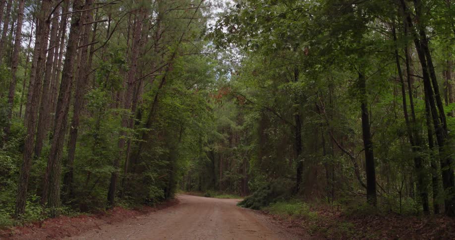 Tall trees line a dirt road