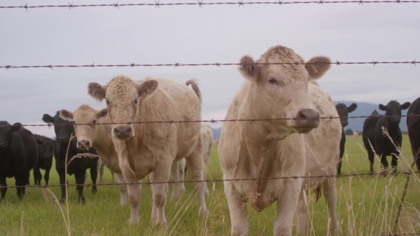 Cows stand in a rural field