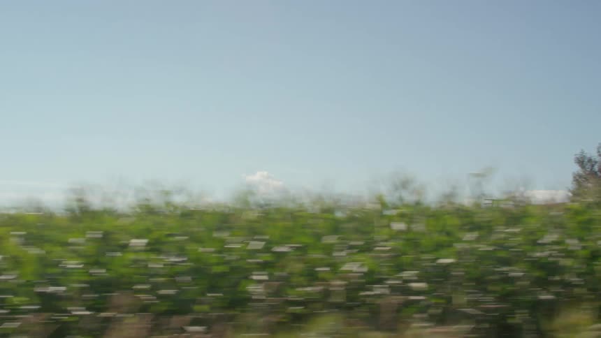 Roadside plants and trees on a sunny day