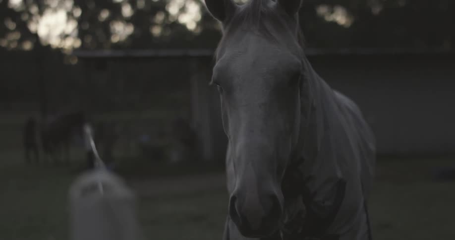 A horse standing in a field