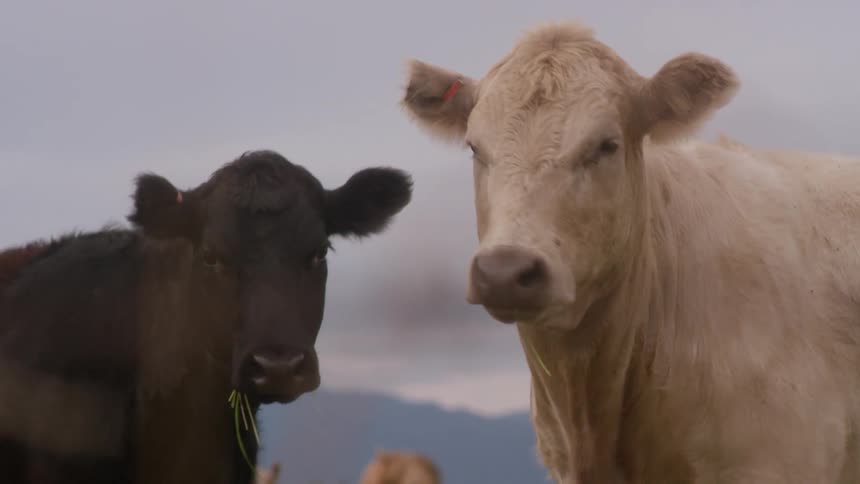 Cows graze in a rural field