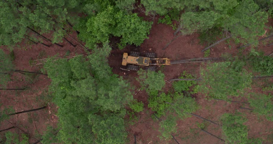 Machinery knocks down trees in a forest