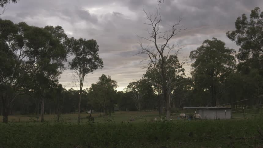Trees surround fenced-in horses