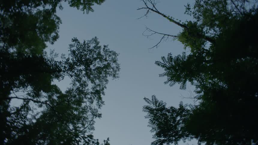 Spinning trees against a clear sky