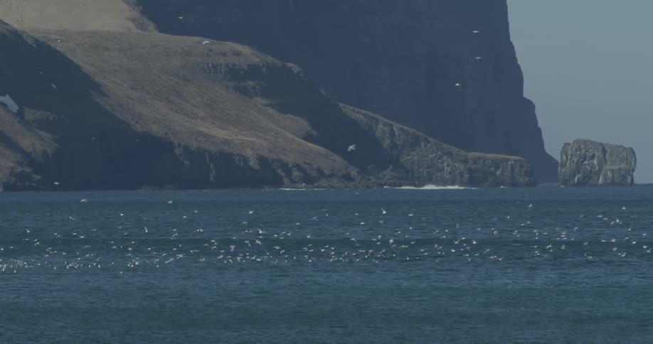 A flock of birds lands on ocean water