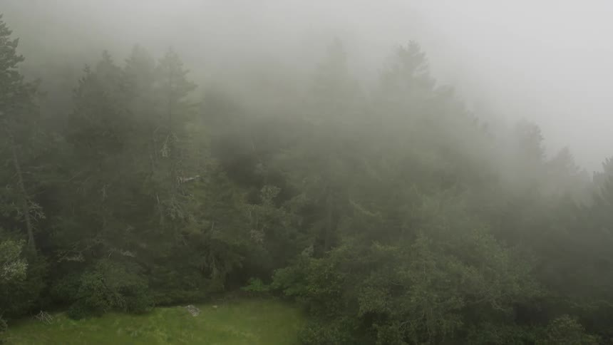 Flying through a misty green forest