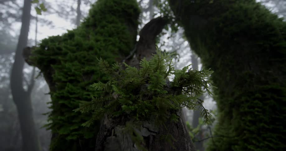 The wind is blowing on moss and lichen growing on a tree in a forest during the day