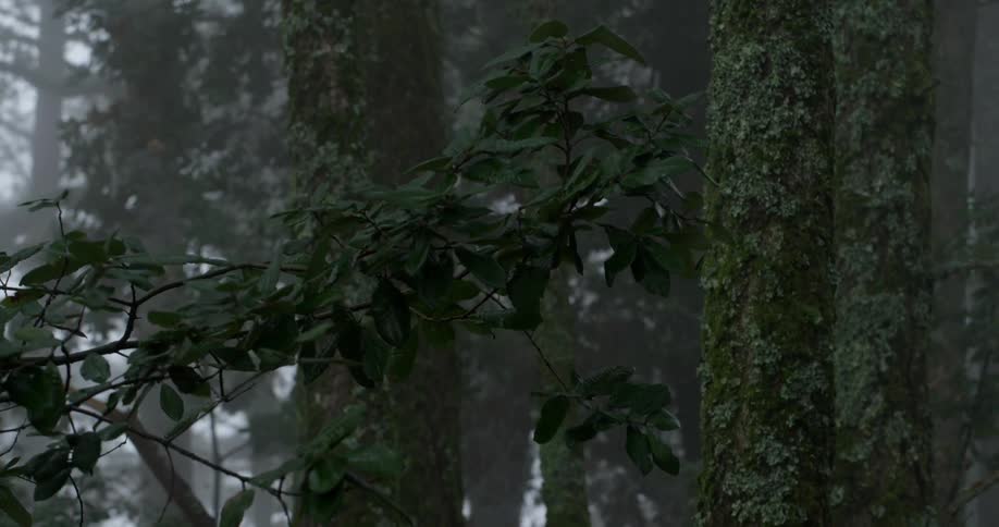 The wind lightly blowing through some trees in a woods or forest