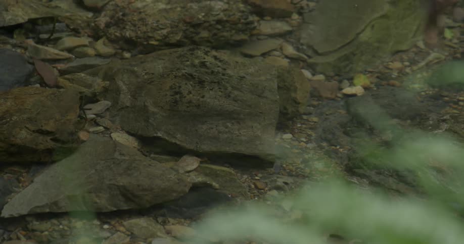 Water in a stream is rippling over rocks during the day