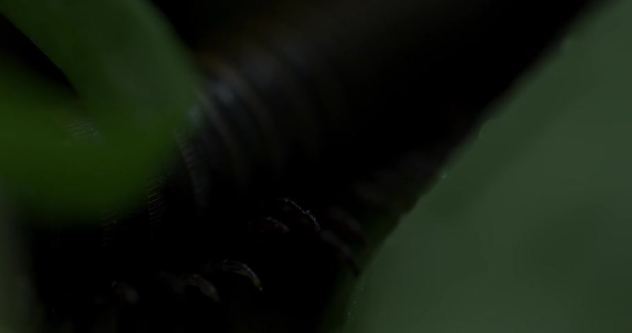 A millipede walks on a plant