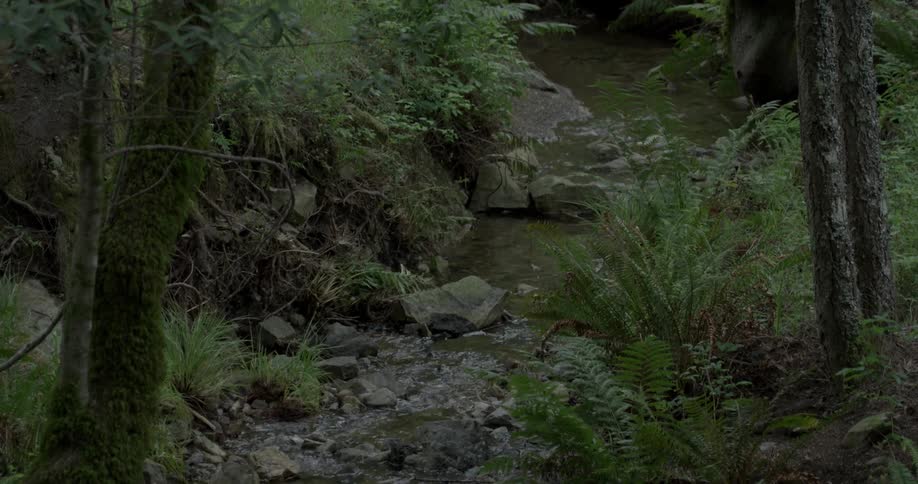 A small stream is running through the woods