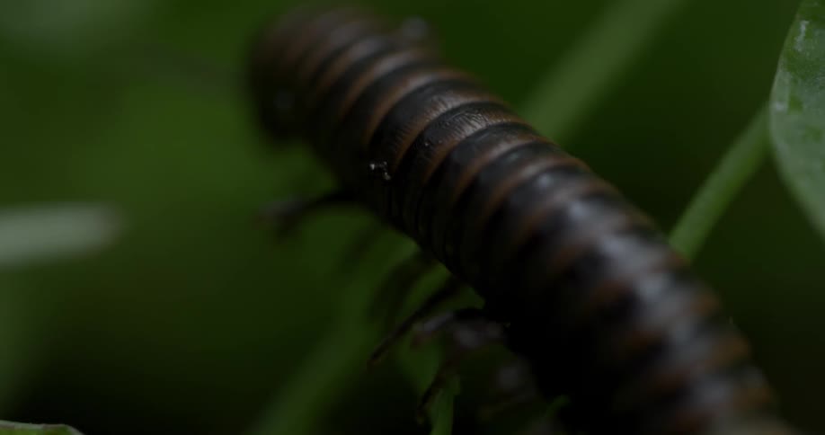 A millipede is crawling on some green leaves
