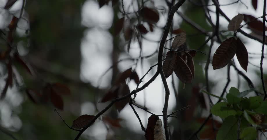 The wind slowly blows the leaves on the branch