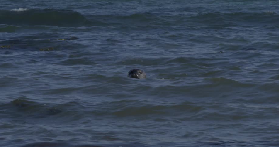 A sea lion swims in the ocean