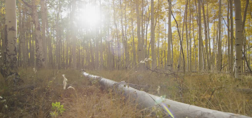 Sunlight shines through aspen trees in fall