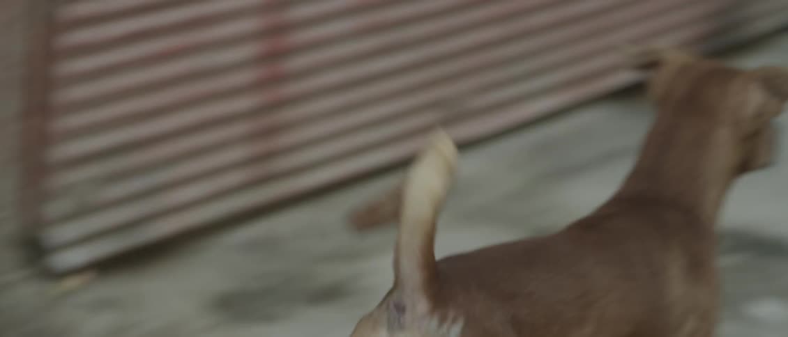 A dog is running off down a sidewalk in an urban area during the day