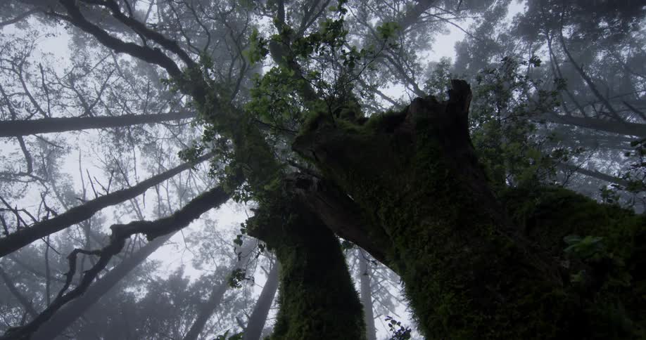 Tree trunks in a forest are covered in moss