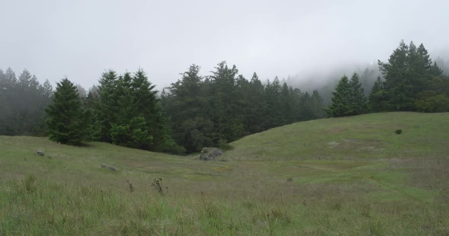Green pasture with pine trees