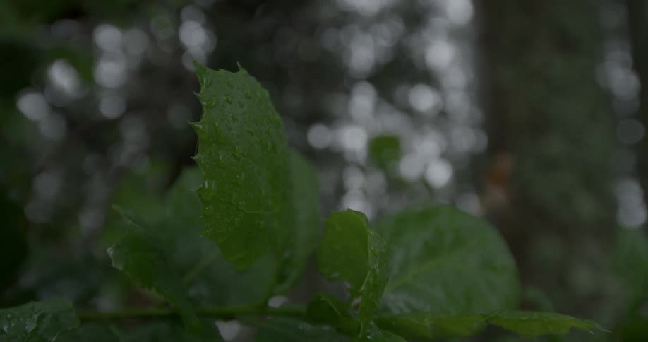 Green leaves have water on them after a rain