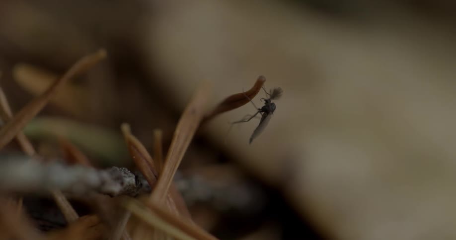 A mosquito is sitting on a small branch