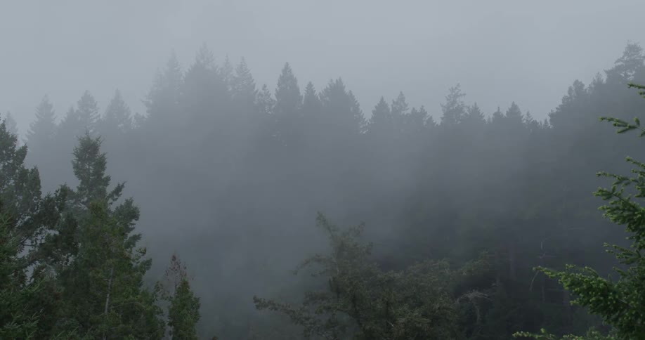 The fog is rolling in on a pine tree forest